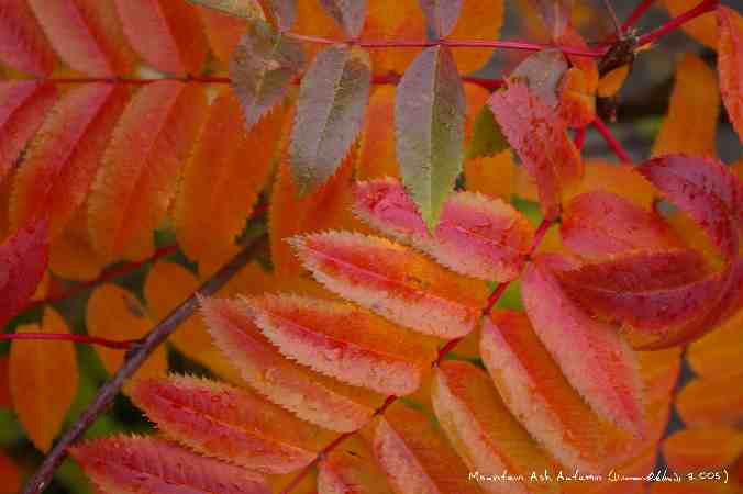 ../Images/Mountain Ash Autumn.jpg